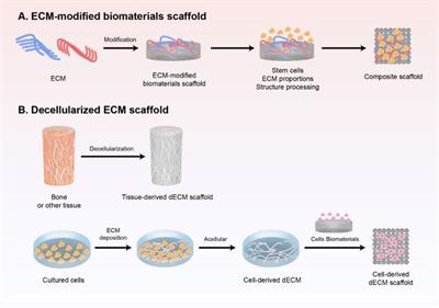 The Bone Extracellular Matrix in Bone Formation and Regeneration